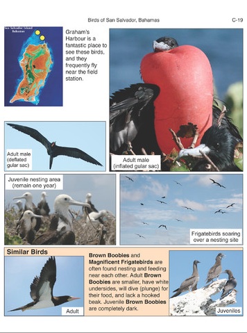 Birds of San Salvador (sample page 2)