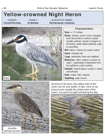 Birds of San Salvador (sample page 4)