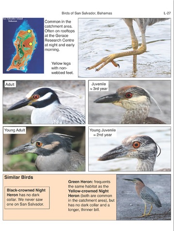 Birds of San Salvador (sample page 5)