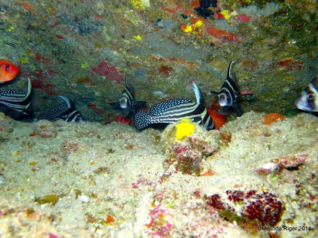 Drumfish ©Melinda Riger @ Grand Bahama Scuba