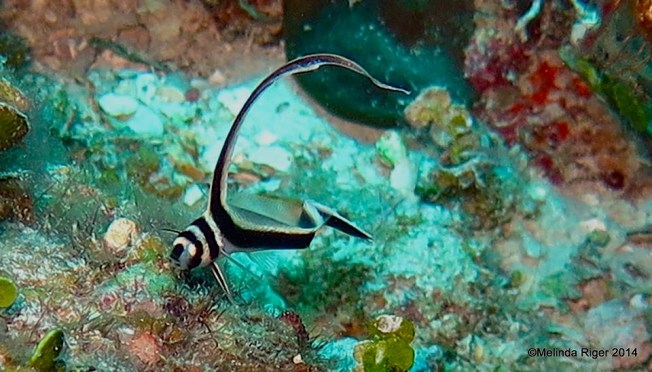 Drumfish (juv) 2 ©Melinda Riger @ Grand Bahama Scuba