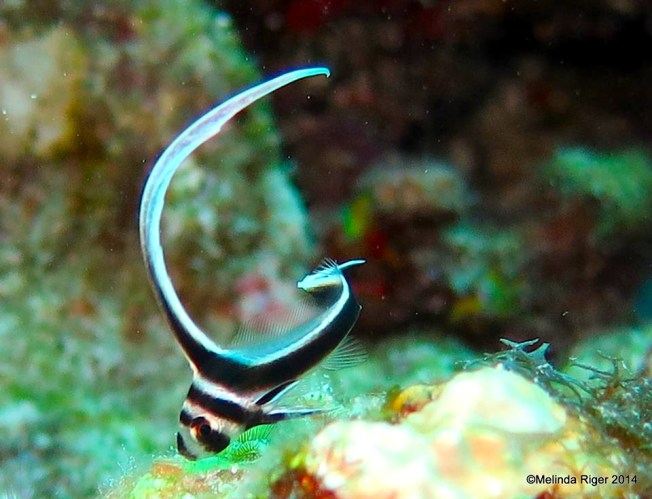 Drumfish (juv) 4 ©Melinda Riger @ Grand Bahama Scuba
