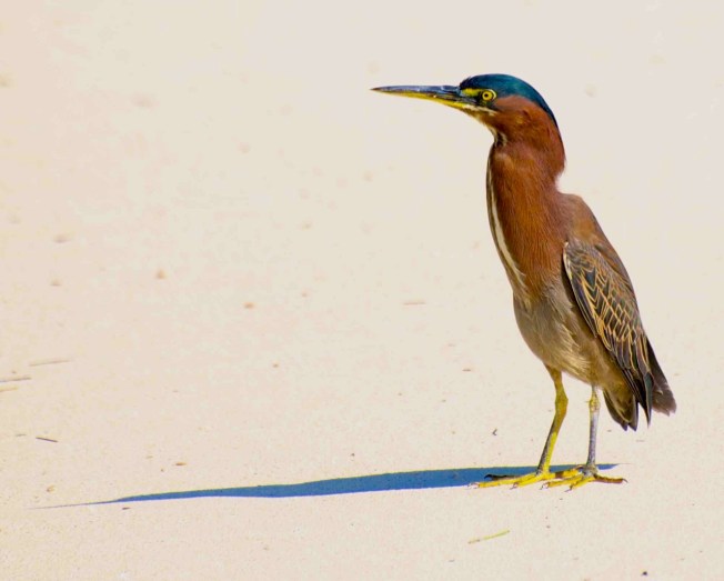 GREEN HERON, Abaco - Nina Henry