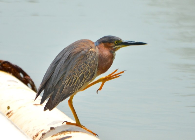 Green Heron, Abaco Charlie Skinner
