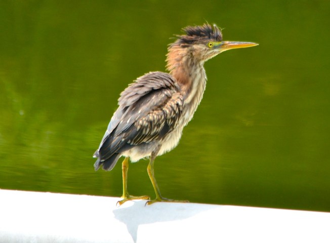 Green Heron, Abaco Charlie Skinner