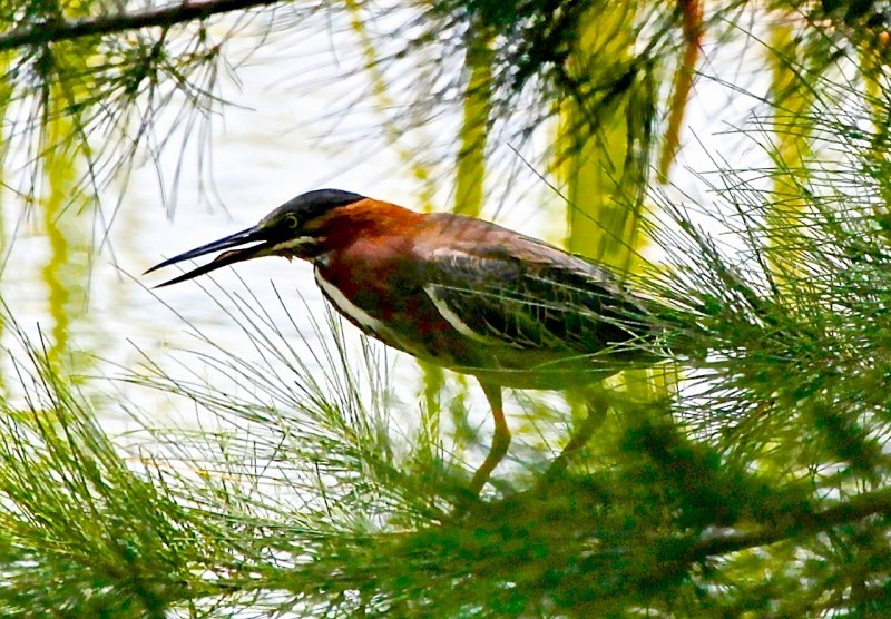 Green Heron, Abaco Peter Mantle