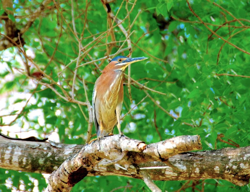 Green Heron, Abaco Rick Lowe