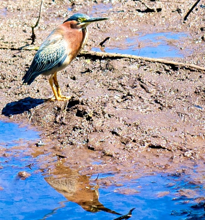Green Heron, Abaco Nina Henry