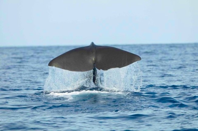 Sperm Whale Tailing, Abaco, Bahamas (BMMRO)