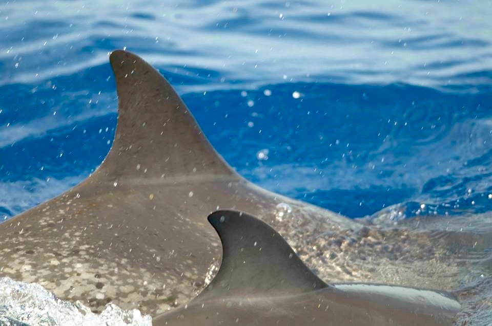 Spotted Dolphins, Abaco, Bahamas (BMMRO)