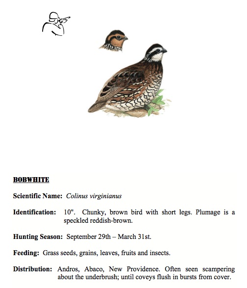 Northern Bobwhite BNT Hunters Guide