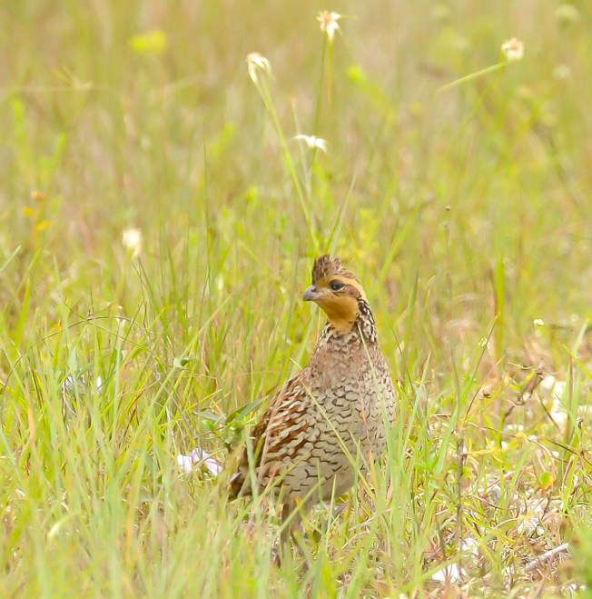 Northern Bobwhite female 2.Abaco Bahamas.6.13.Tom Sheley