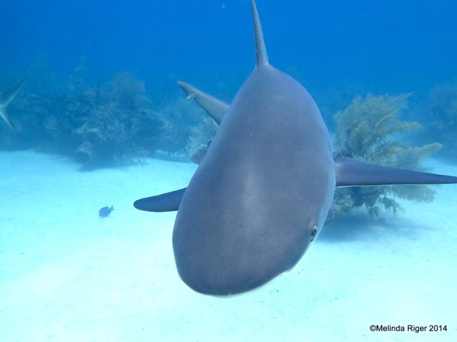 Nurse Shark ©Melinda Riger @ G B Scuba copy