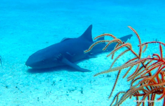 Nurse Shark ©Melinda Riger @ GB Scuba
