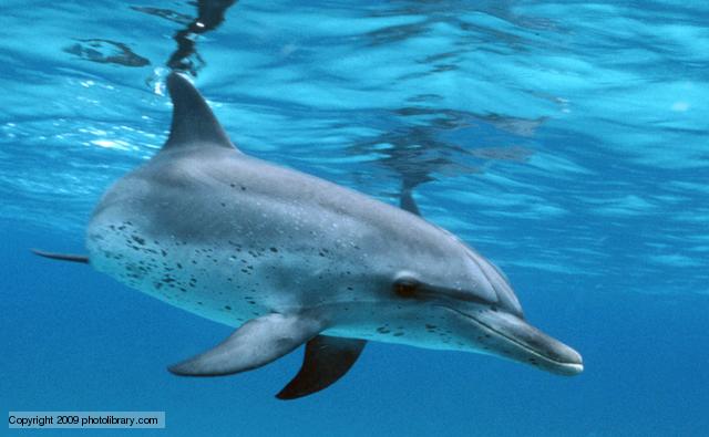 Pantropical spotted dolphin (BBC)