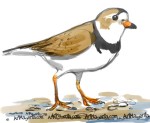 Piping-Plover Artmagenta