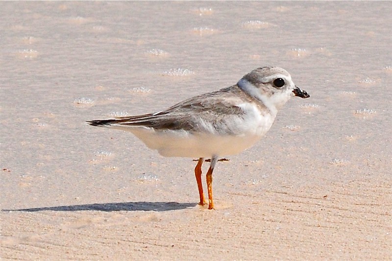 Piping Plover, Abaco - Tony Hepburn