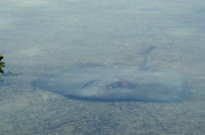 Southern Stingray, Abaco Marls (Keith Salvesen 1)