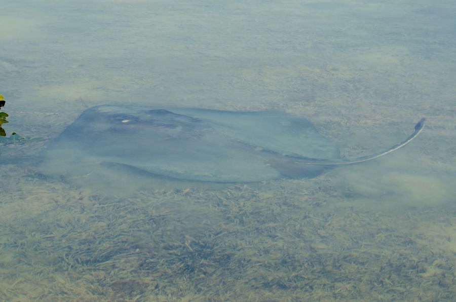 Southern Stingray, Abaco Marls (Keith Salvesen 3)
