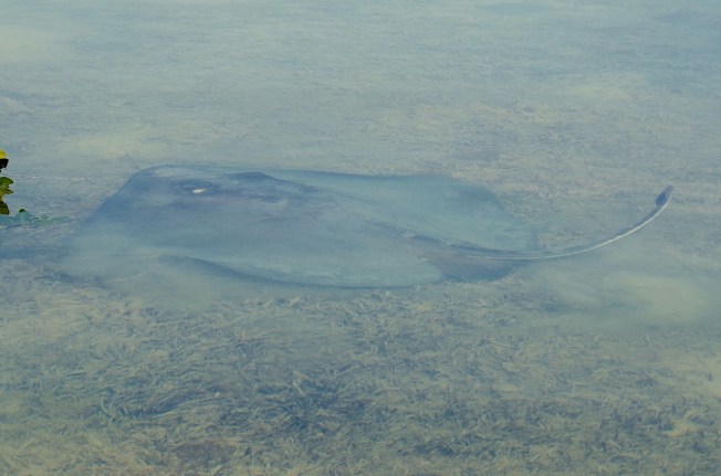 Southern Stingray, Abaco Marls (Keith Salvesen 3)