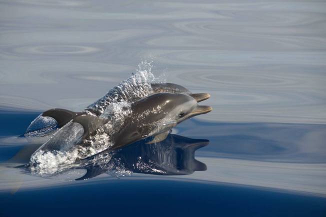 Spotted Dolphins Abaco Bahamas (BMMRO)