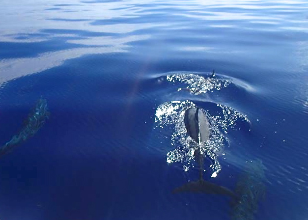 Spotted Dolphins Abaco  Bahamas (BMMRO)