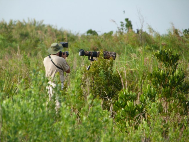 Tom Sheley with Antillean Nighthawks, Abaco