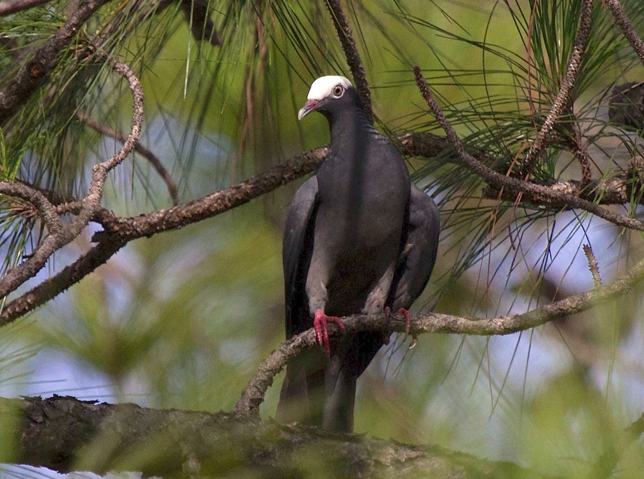 White-crowned Pigeon, Abaco (Alex Hughes)
