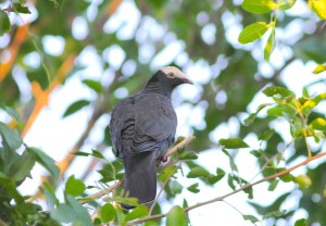 White-crowned Pigeon, Abaco, Bahamas (Gerlinde Taurer)