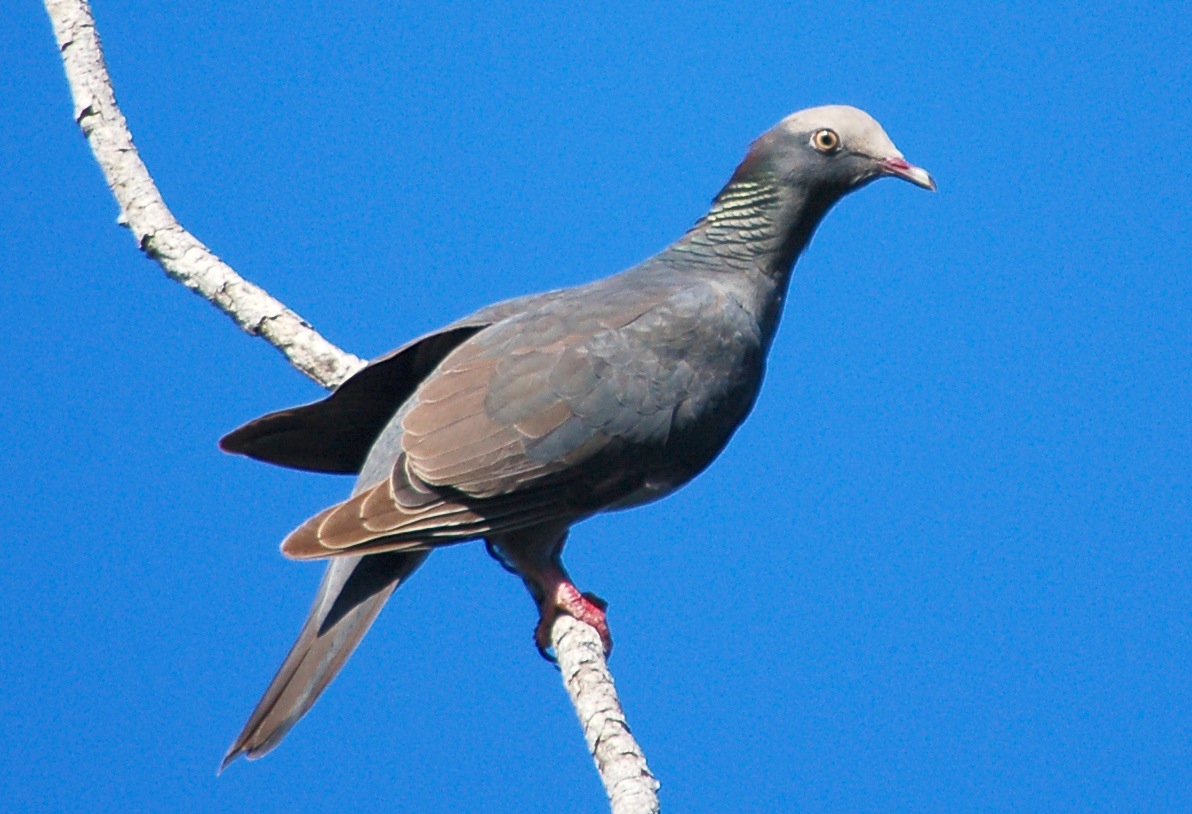 White-crowned Pigeon, Abaco, Bahamas (Gerlinde Taurer)