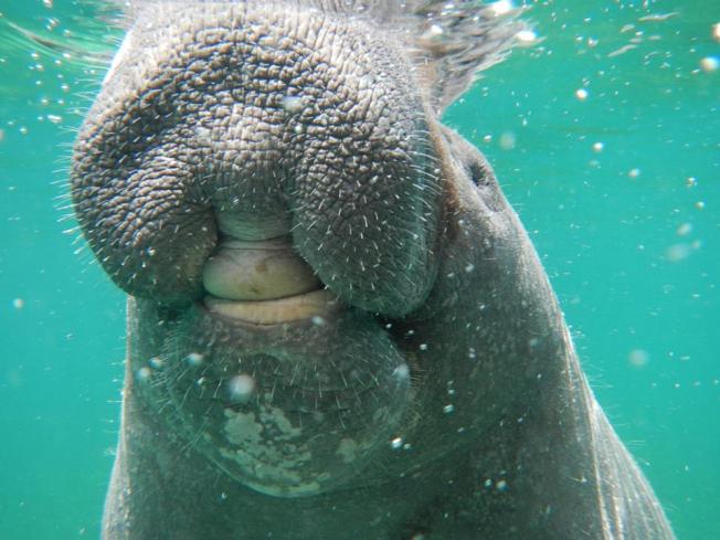 Randy the Manatee, Little Harbour, Abaco (BMMRO)