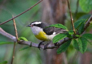 Bananaquit, Bahamas, Great Abaco - Gerlinde Taurer