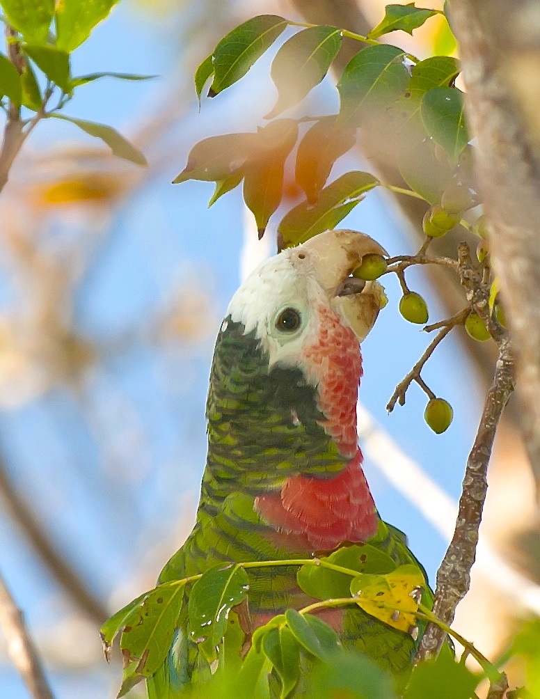 Abaco Parrot eating Gumbo Limbo fruit. Abaco Bahamas (Tom Sheley)