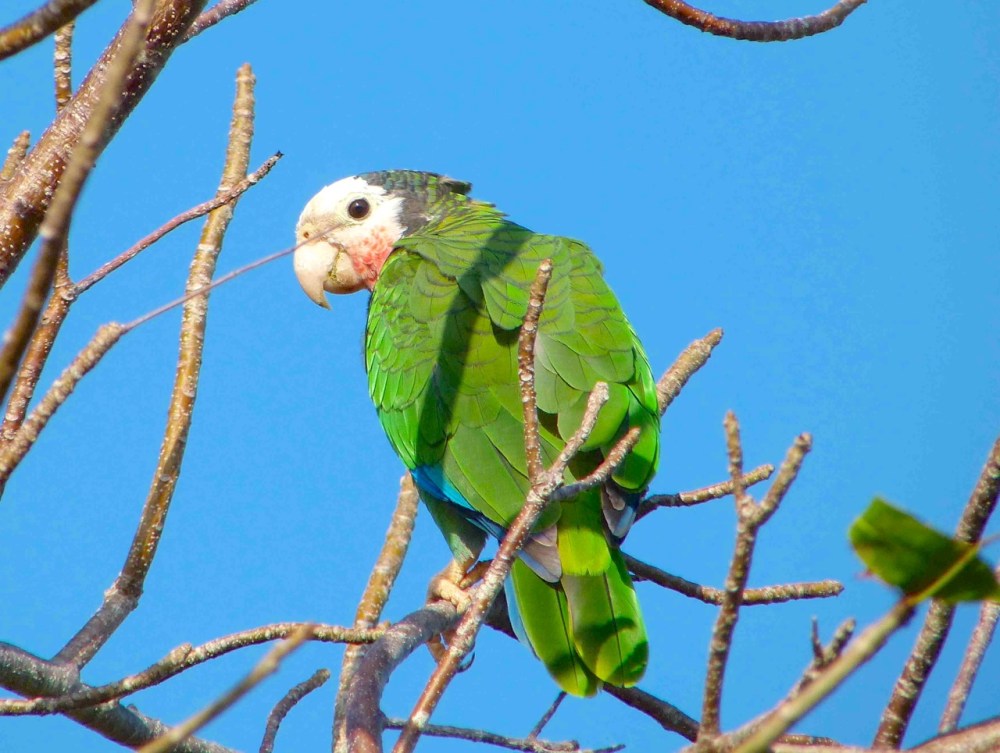 Abaco Parrot Keith Salvesen.Rolling Harbour Abaco