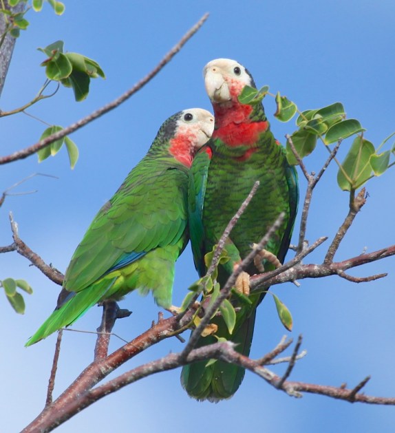Abaco Parrot, Abaco Bahamas (Peter Mantle)