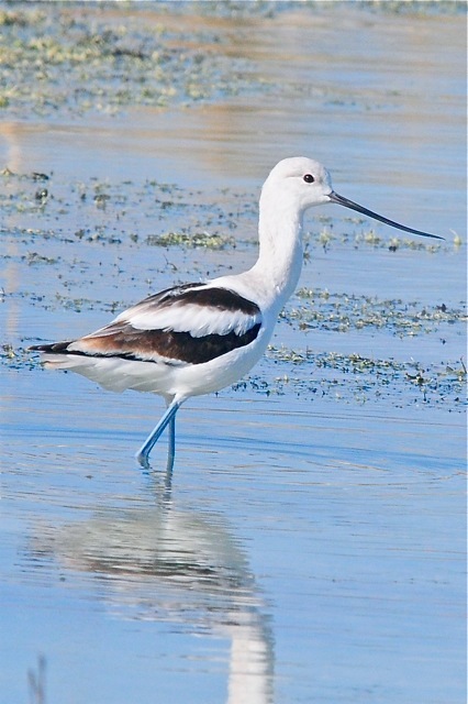 American Avocet, New Providence - Tony Hepburn