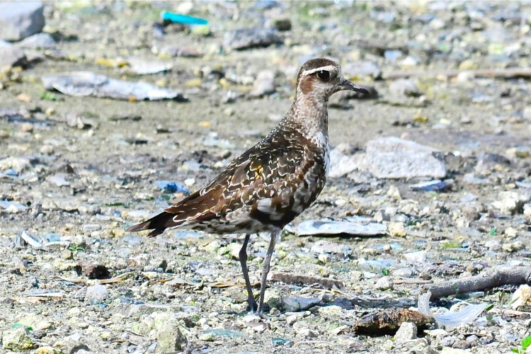 American Golden Plover, Abaco - Tony Hepburn