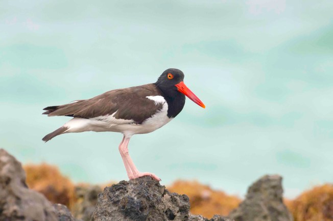 American Oystercatcher.Delphi Club.Abaco Bahamas.Tom Sheley