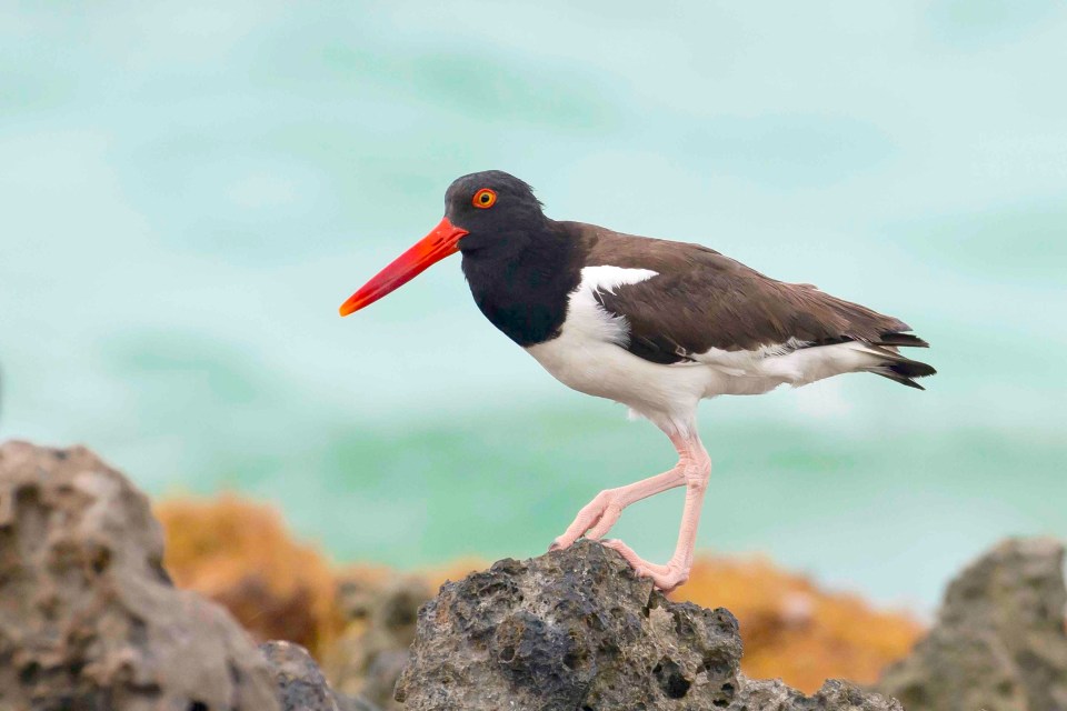 American Oystercatcher, Abaco (Tom Sheley)