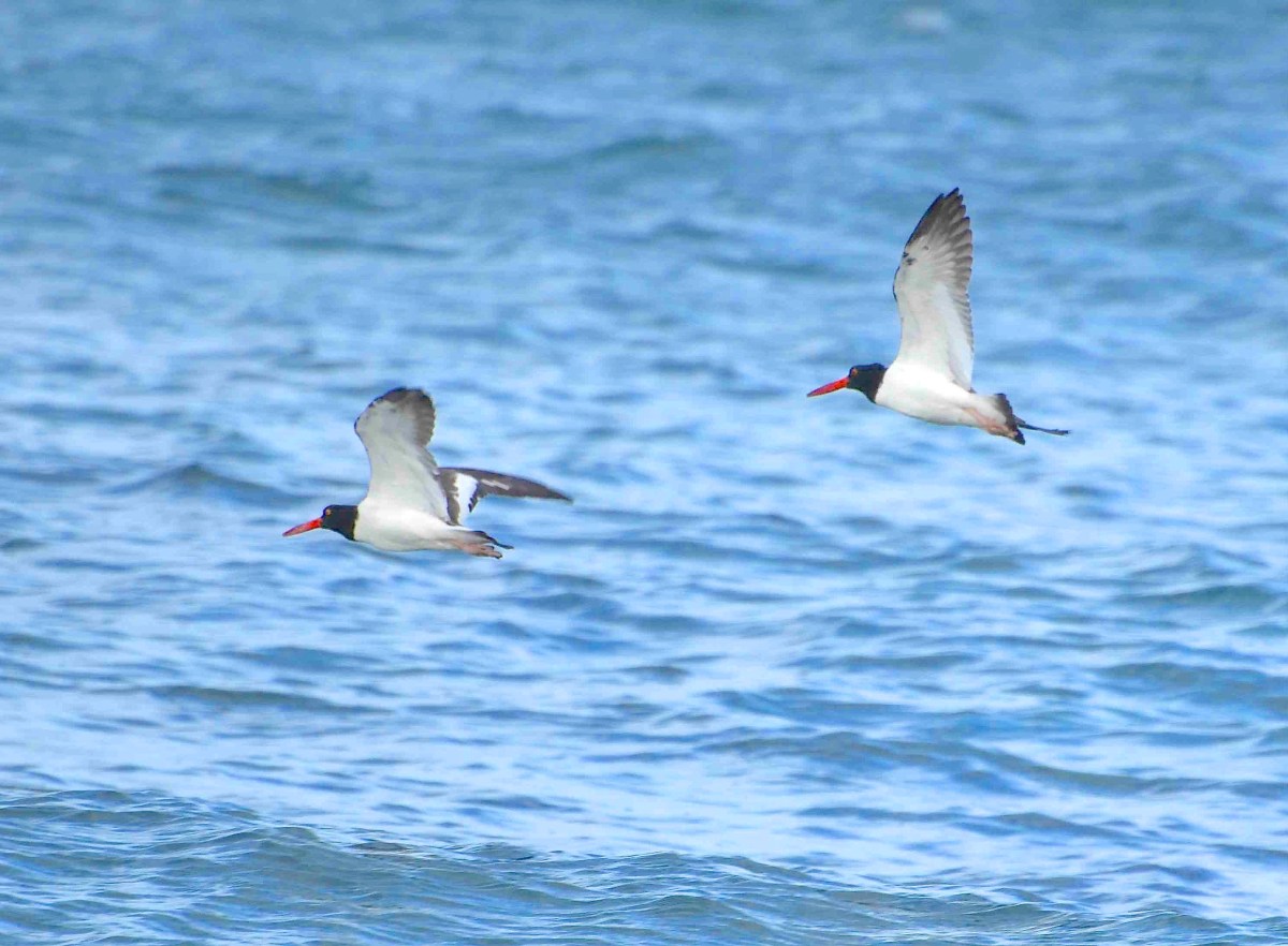 American Oystercatcher, Abaco (Charlie Skinner)
