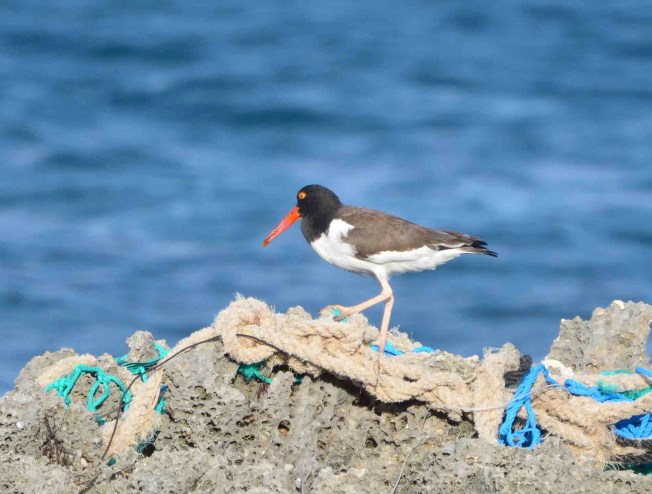 American Oystercatcher, Abaco (Charlie Skinner)