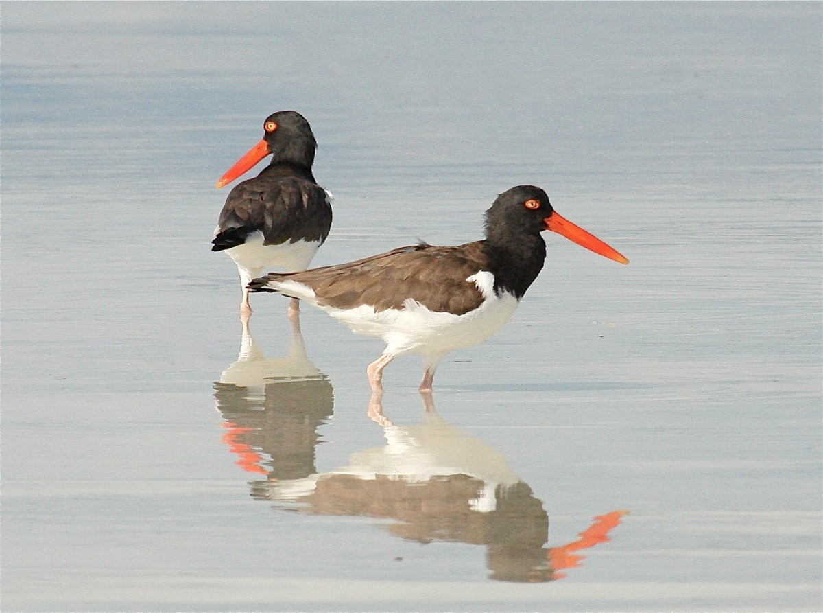 American Oystercatcher.Abaco Bahamas.Bruce Hallett