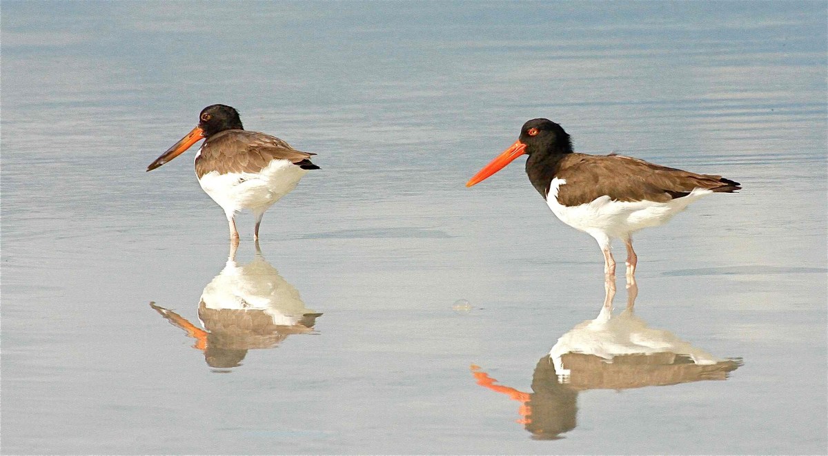American Oystercatcher.Abaco Bahamas.Bruce Hallett
