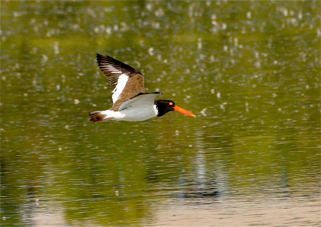 American Oystercatcher.Abaco Bahamas.Bruce Hallett