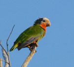 ABACO (CUBAN) PARROT, Abaco (Caroline Stahala)