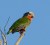 ABACO (CUBAN) PARROT (Caroline Stahala)