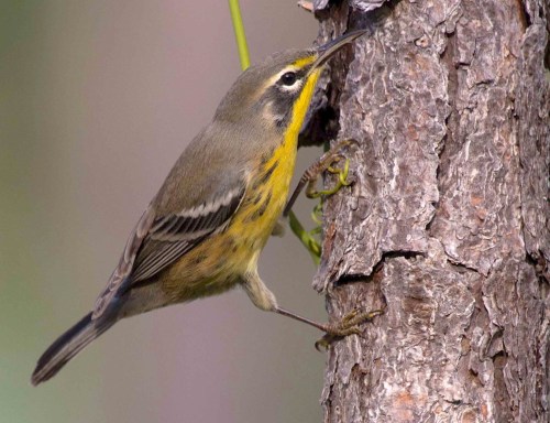 Bahama Warbler, Abaco - Alex Hughes