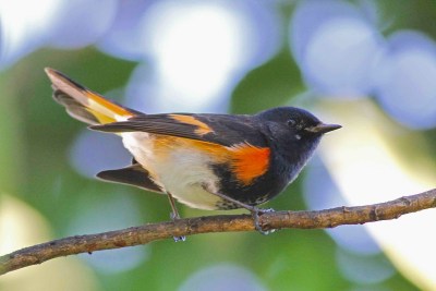 Bahamas-Great Abaco_6334_American Redstart_Gerlinde Taurer copy