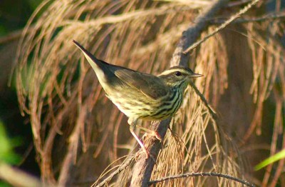 BAHAMAS - Northern Waterthrush - Oct 2010 Becky Marvil