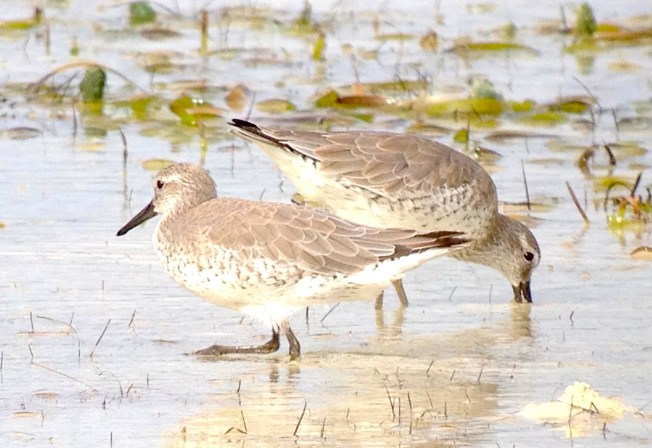 Red Knot,  Green Turtle Cay, Abaco - Becky Marvil